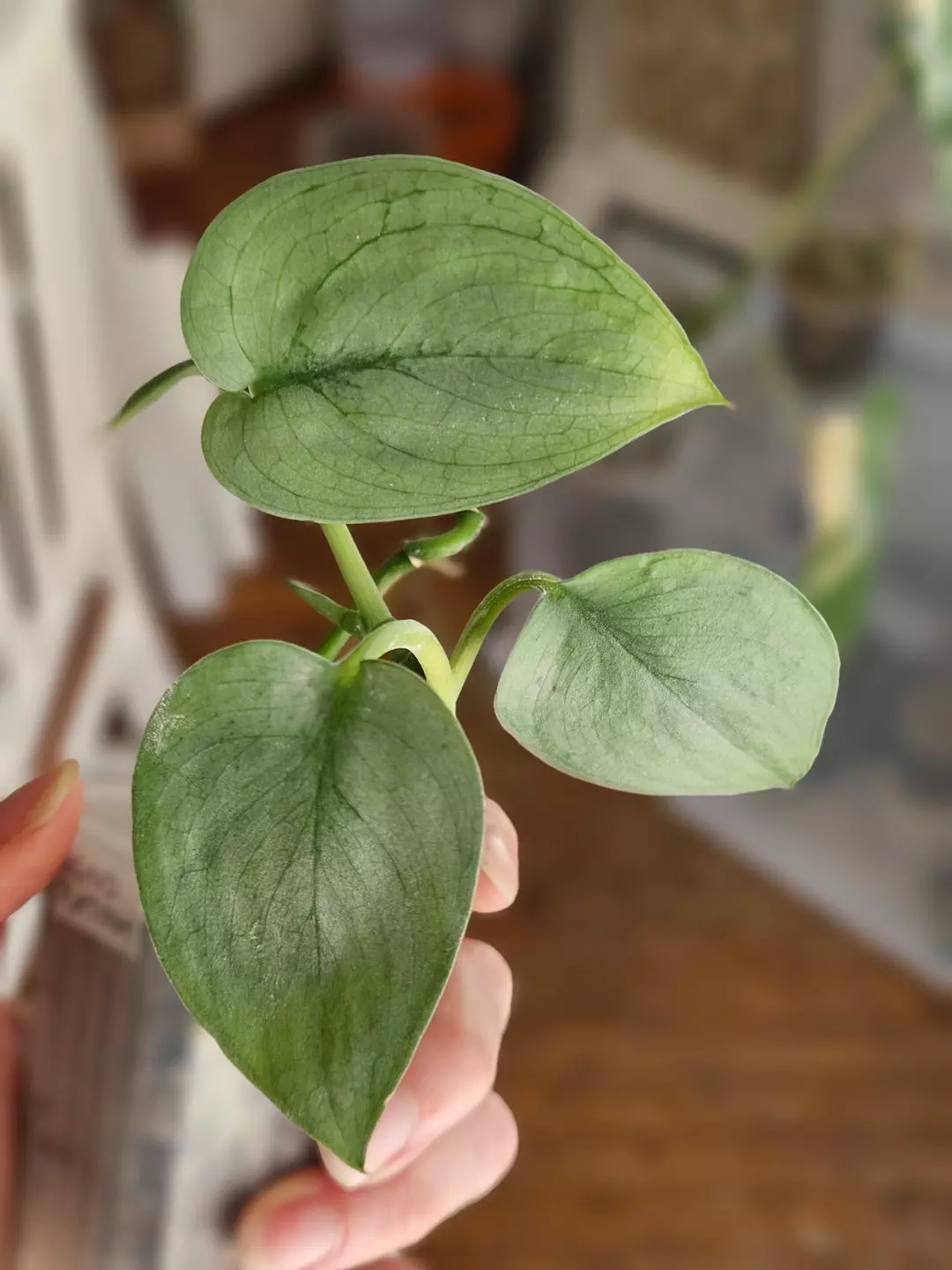 Scindapsus 'Java Platinum' thumbnail