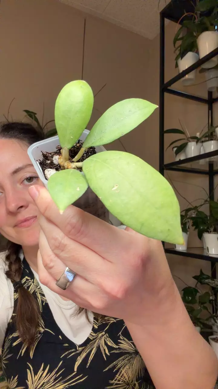 erythrostemma silver thumbnail