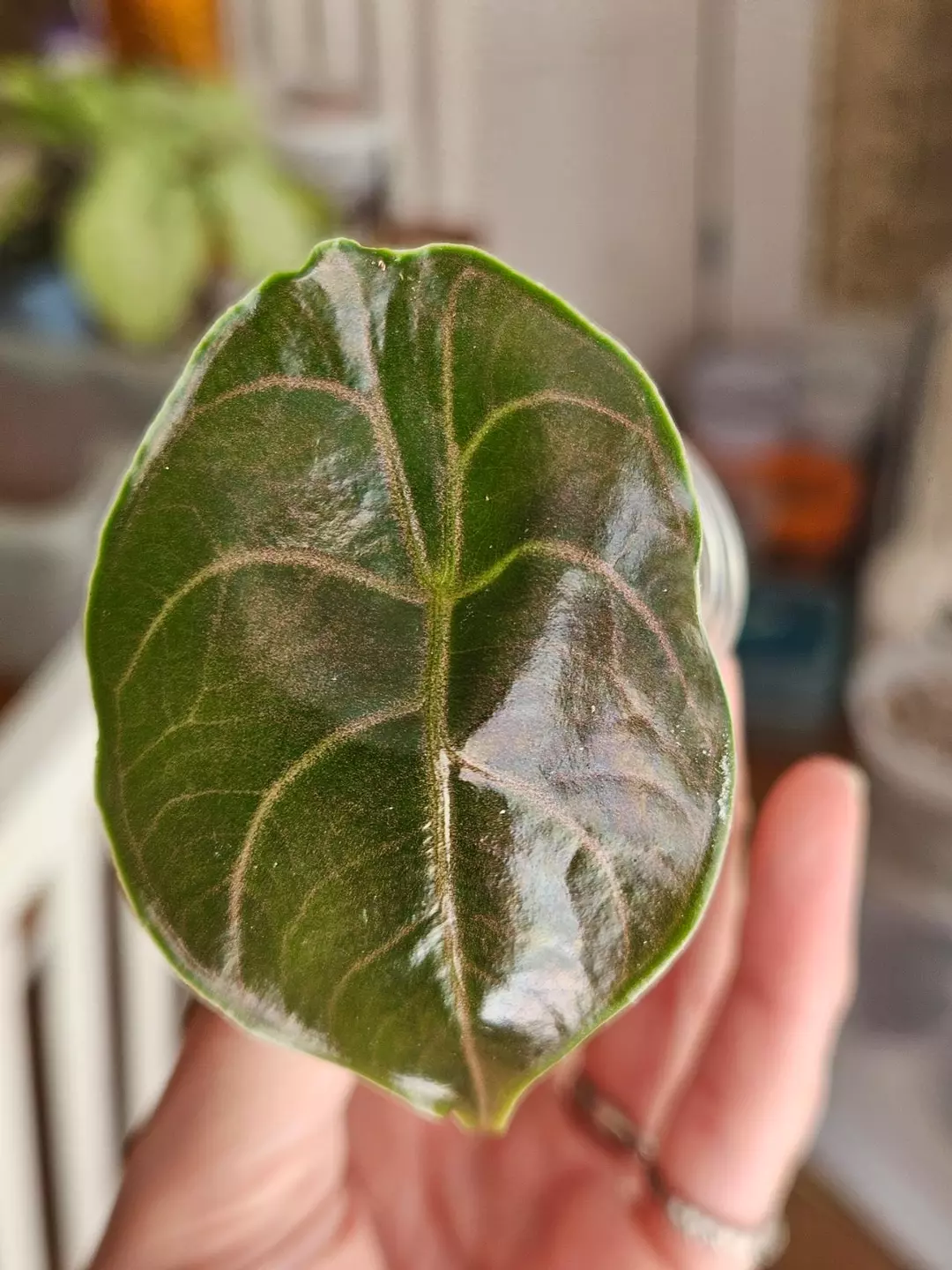 Alocasia azlanii (Red Mambo) thumbnail