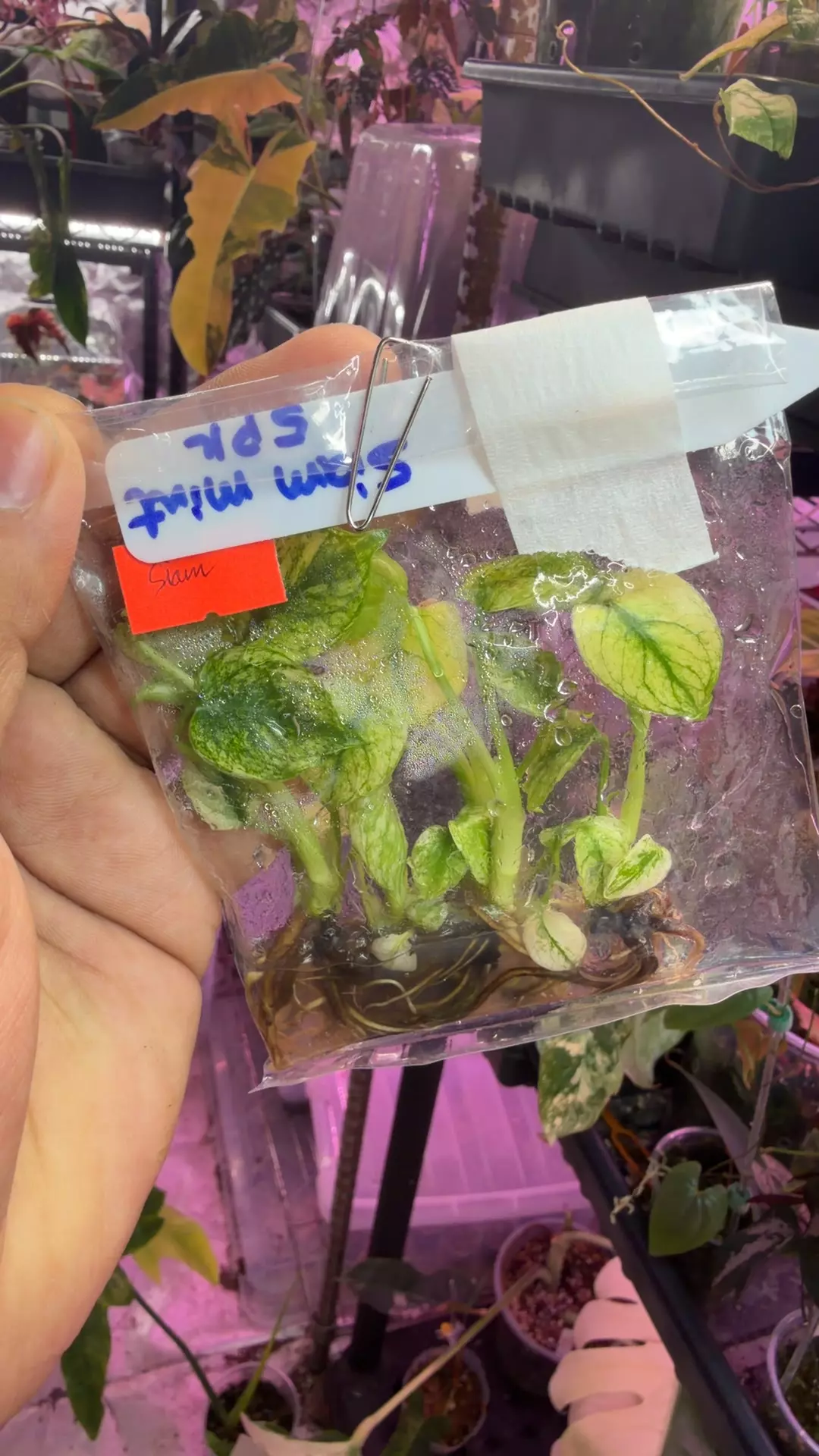 monstera Siam mint 5 pk tc premium var thumbnail
