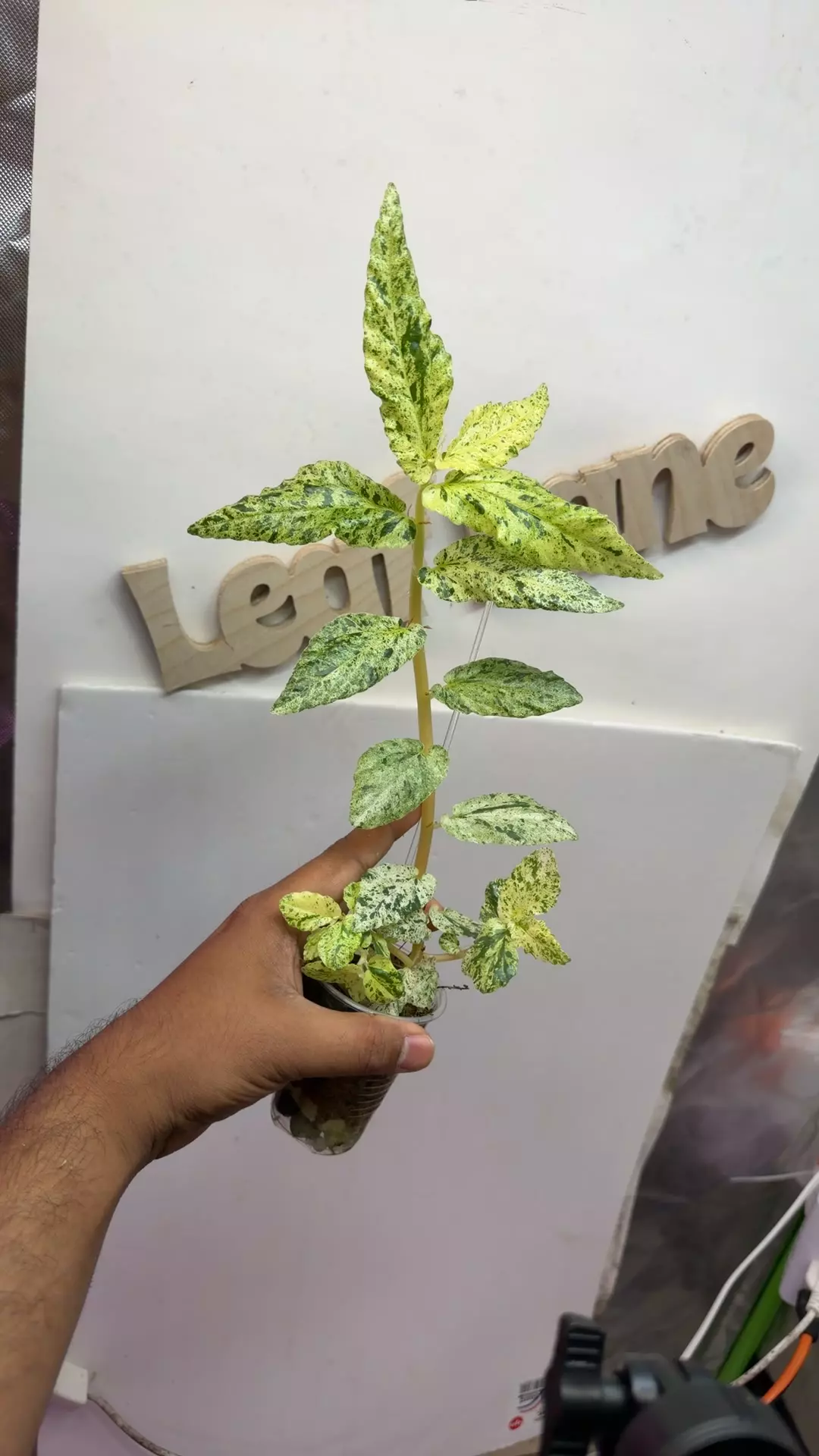 begonia pepper mint var thumbnail