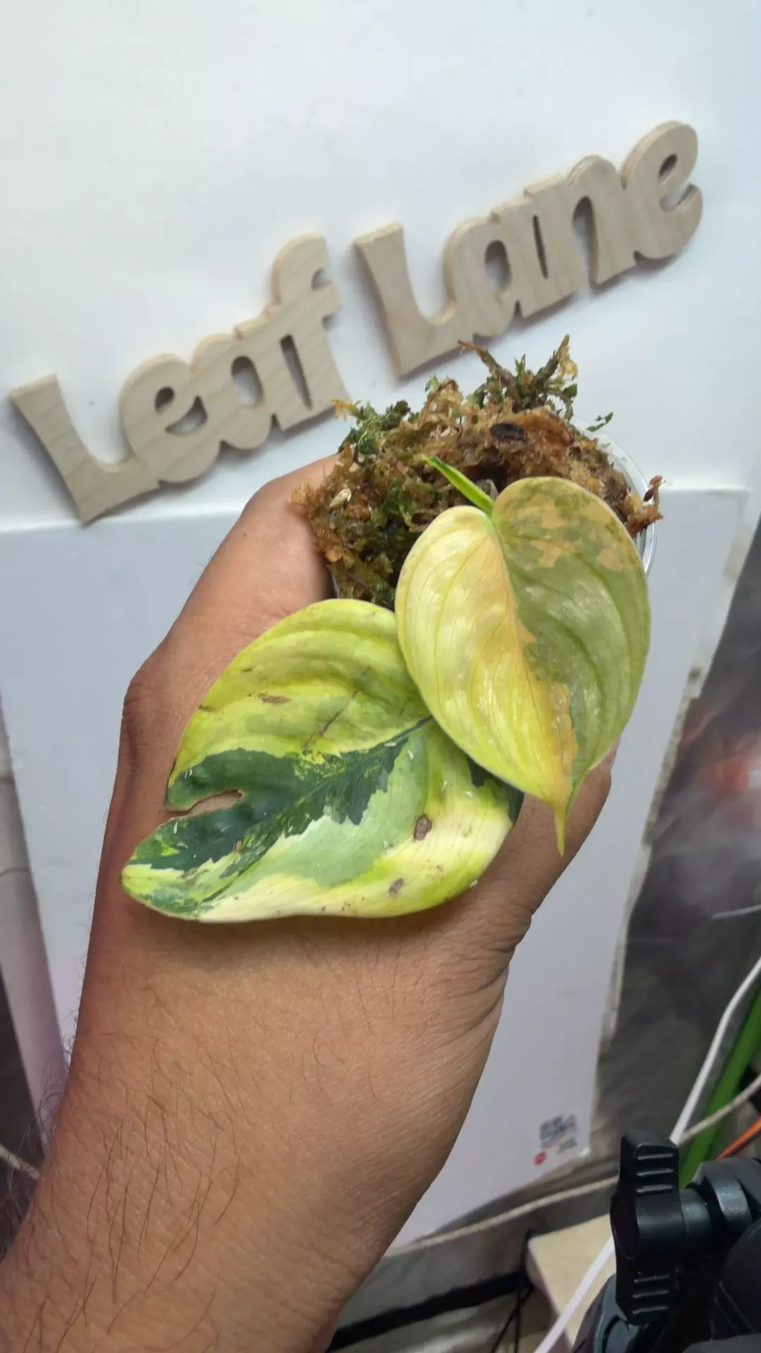 philodendron Brandtianum var thumbnail