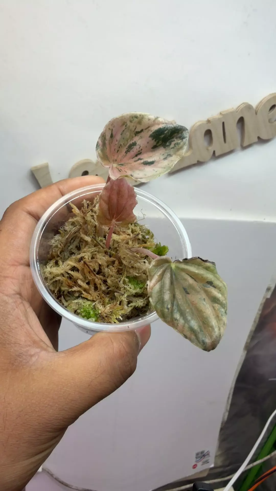 Peperomia rare rainbow 🌈 var thumbnail