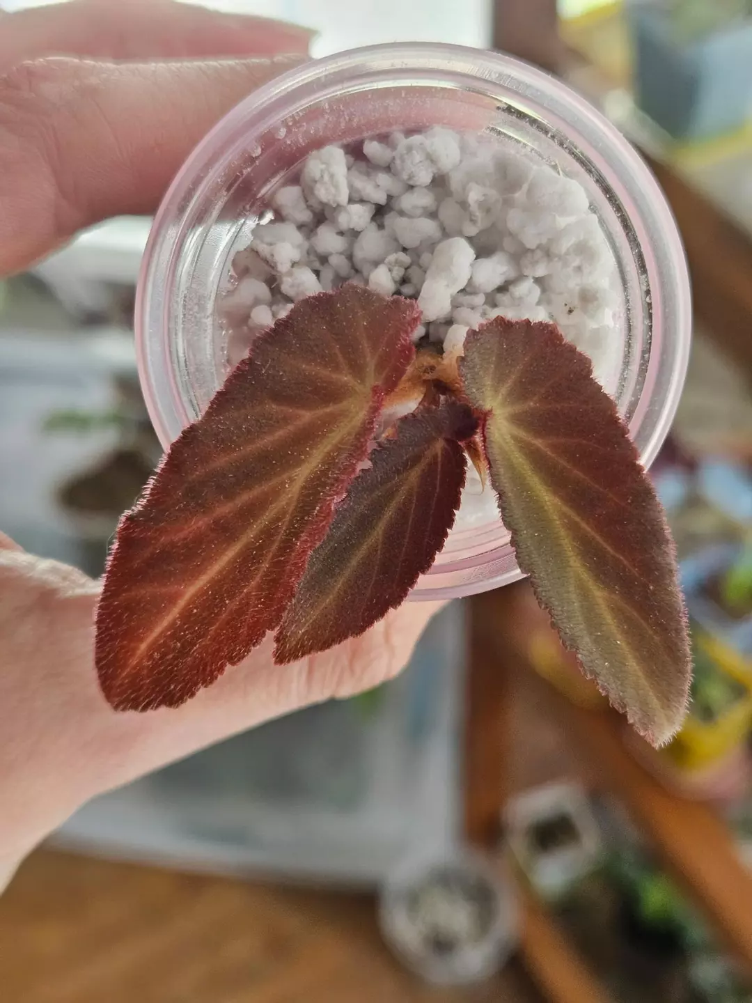 Begonia withlacoochie (Brazilian Lady) thumbnail
