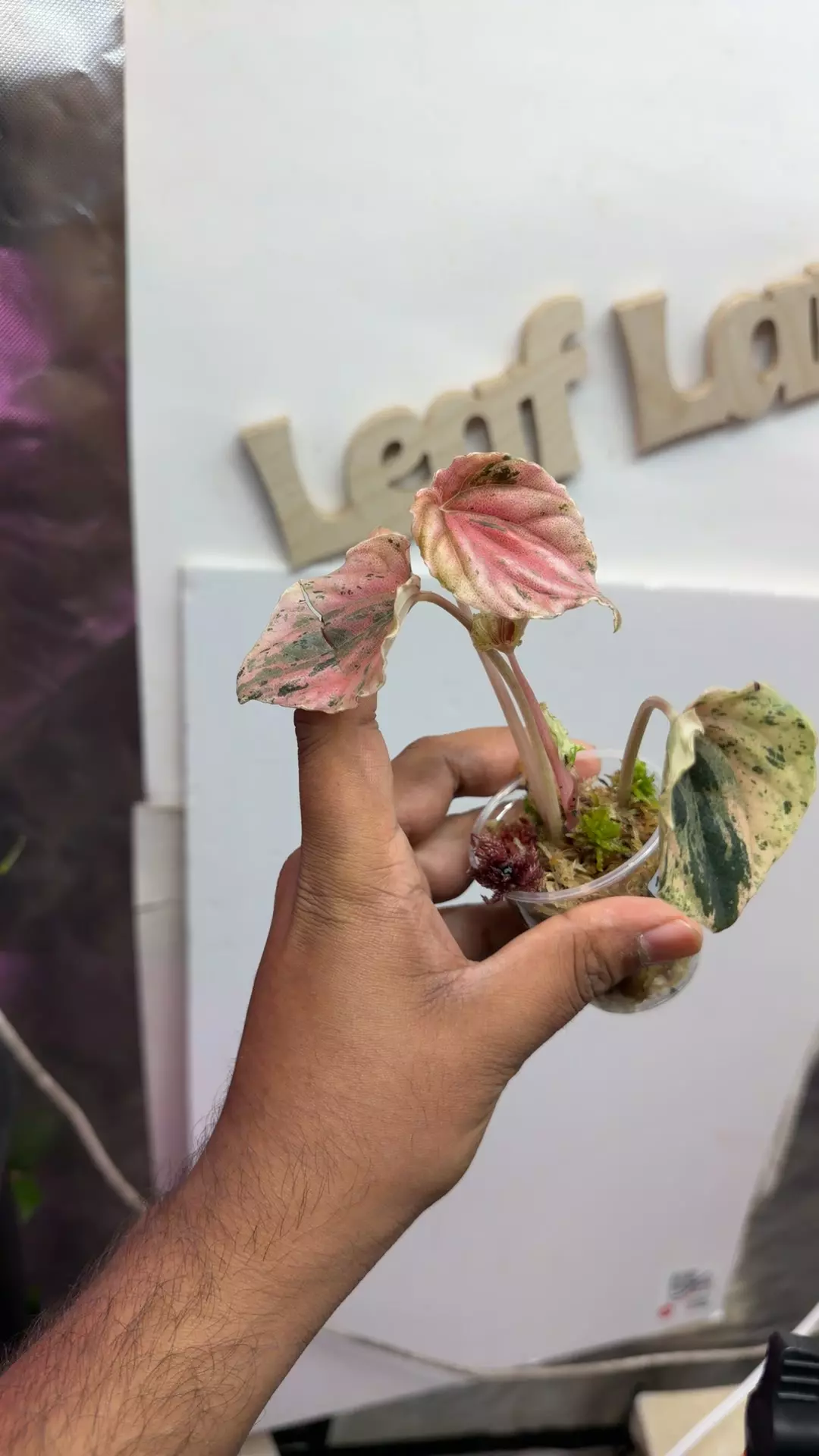 rainbow Peperomia thumbnail