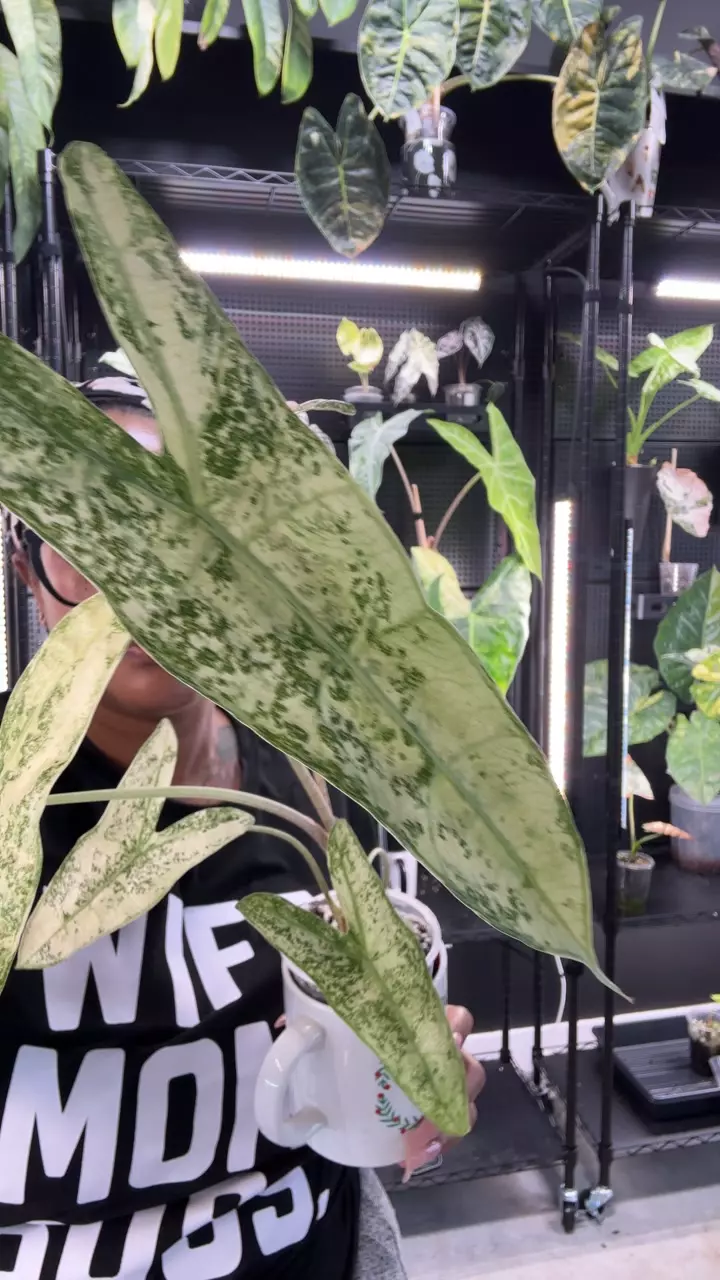 Longiloba Thai con corms thumbnail