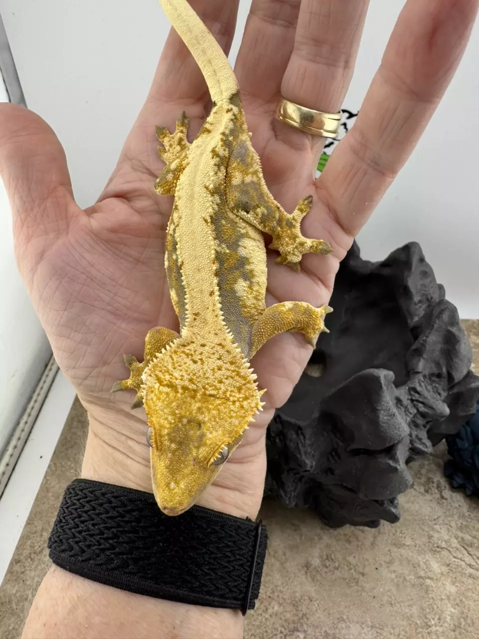License2shyn 34g female Caravaggio tricolor Morph Menagerie thumbnail