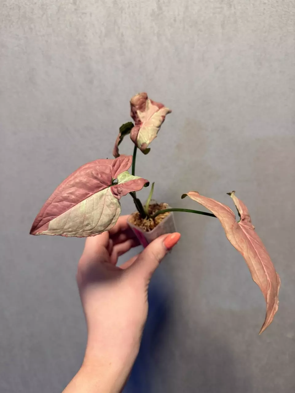 Syngonium Raspberry thumbnail