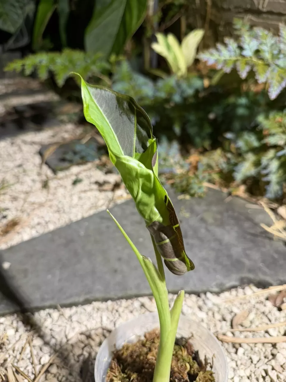 Alocasia Appaloosa (MDA sport find) thumbnail