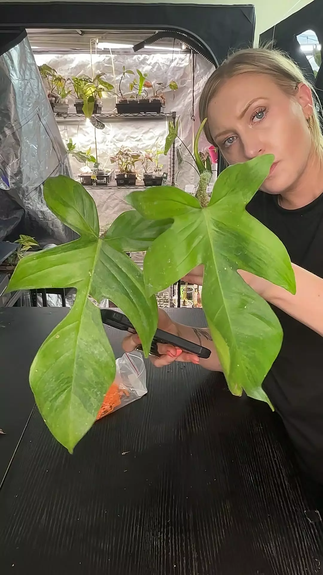 philodendron squamiferium green on green thumbnail