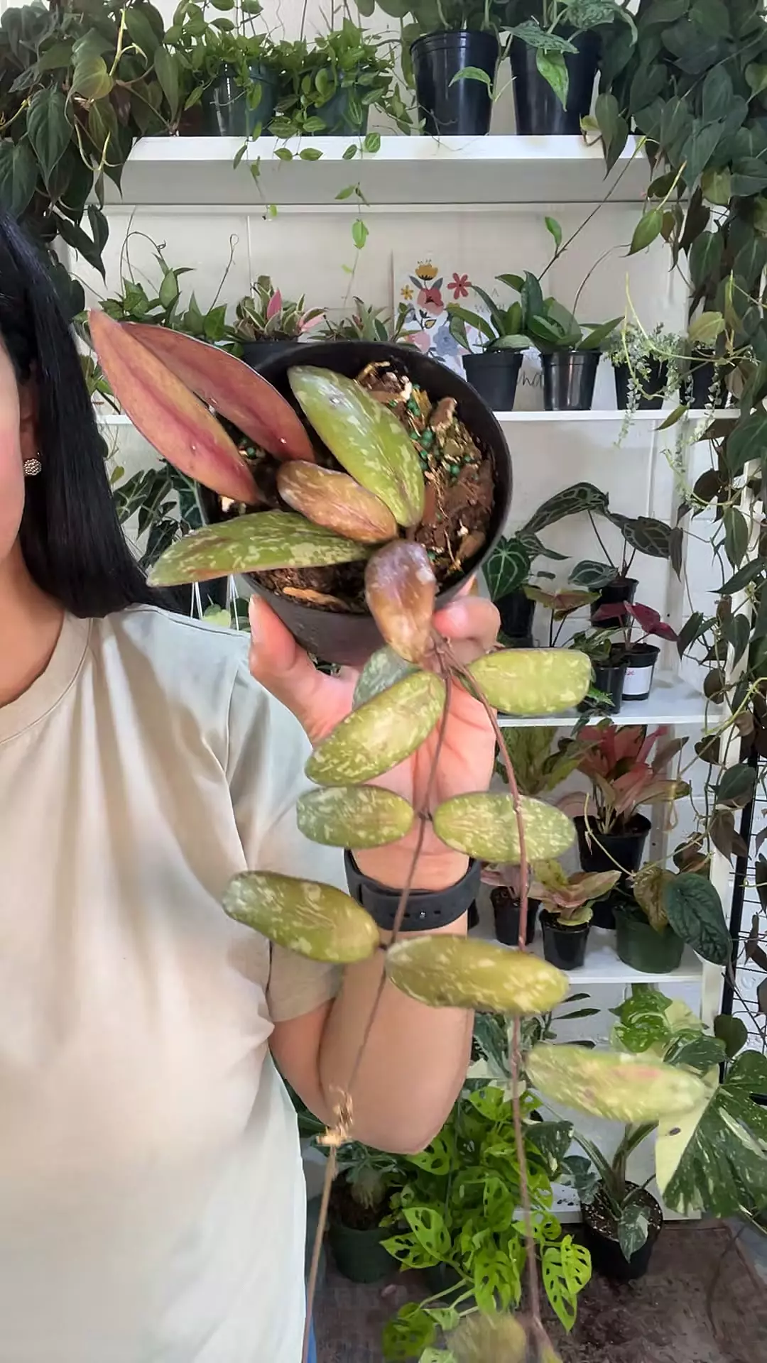 4” Hoya Sigillatis Round💕GCH thumbnail