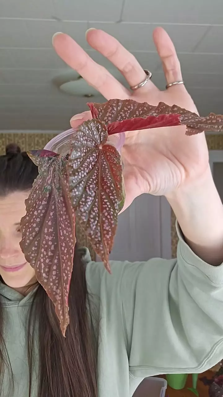 Begonia 'Benigo' thumbnail