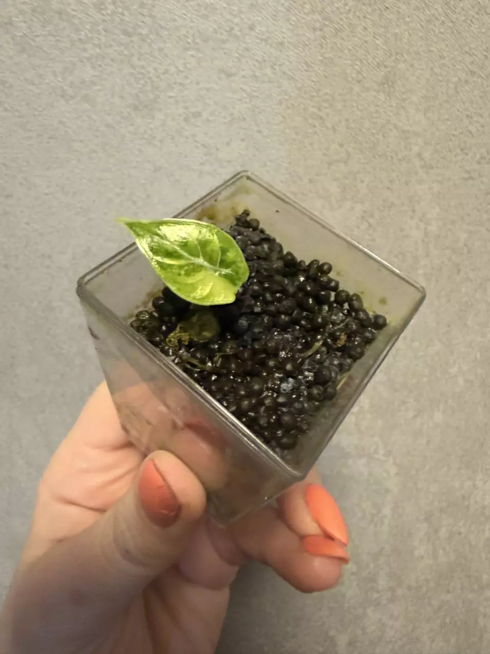 Alocasia Watsoniana Doff Tricolor thumbnail
