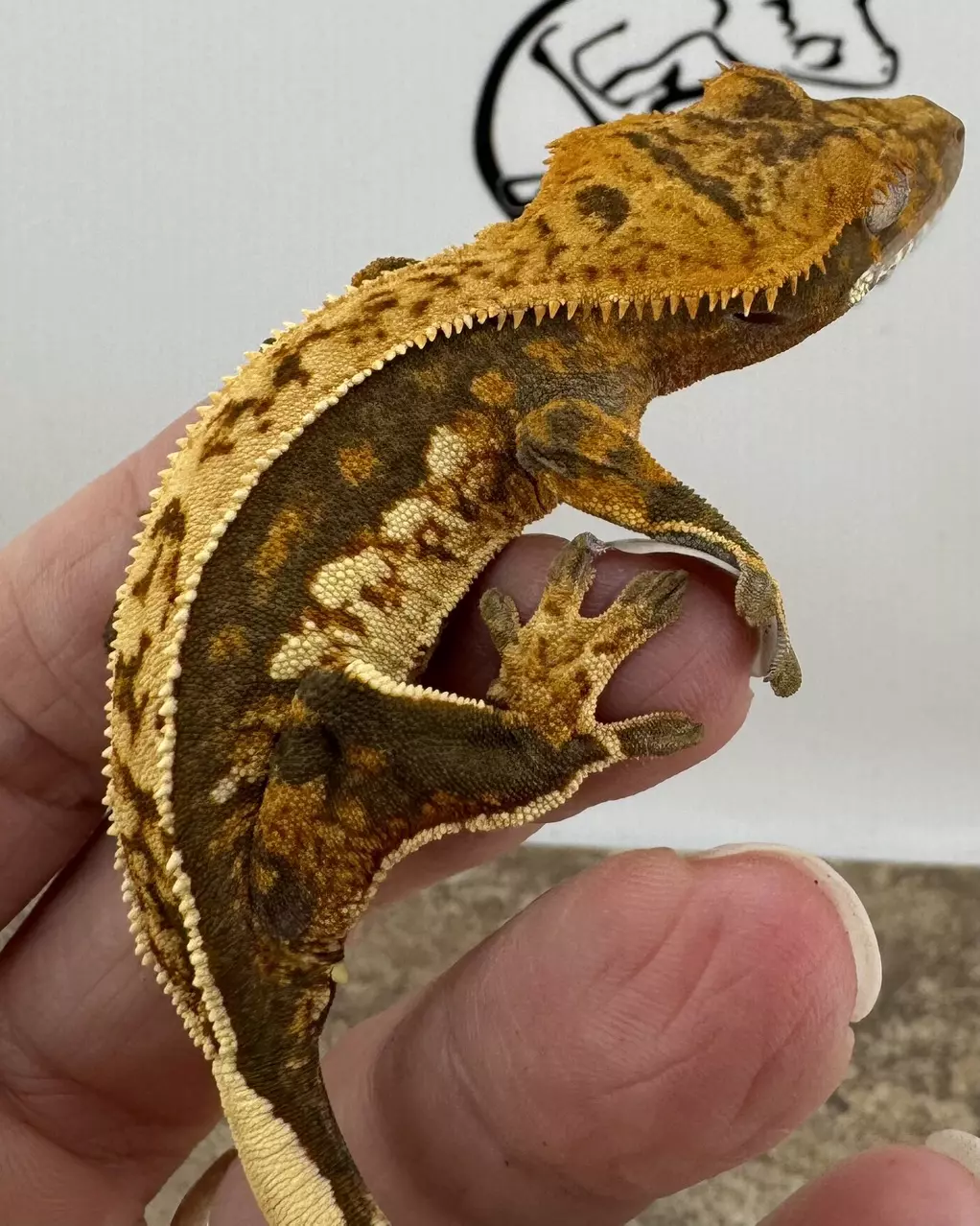 BBBAJD 12g NPV Het Super Stripe AJD Bloodbath & Bilt thumbnail