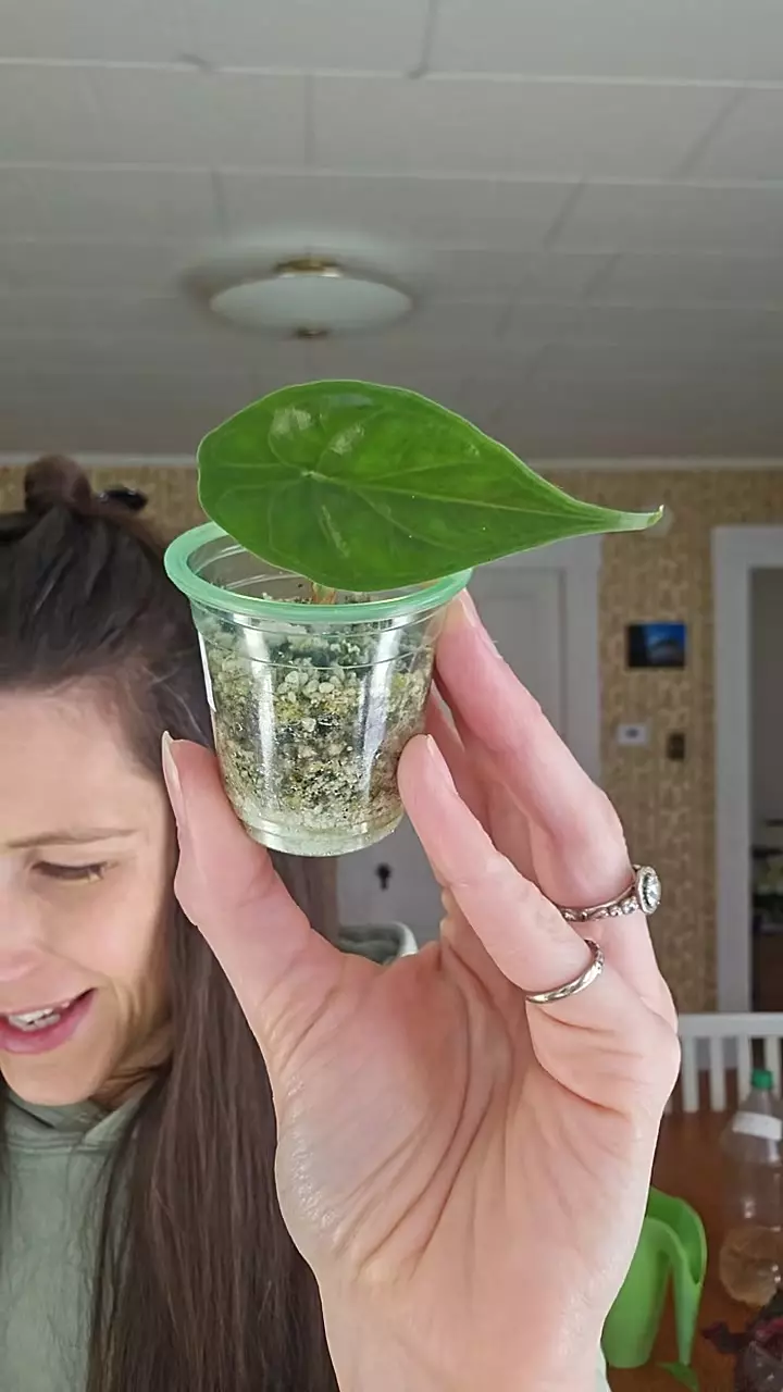 Alocasia 'Green Unicorn' thumbnail