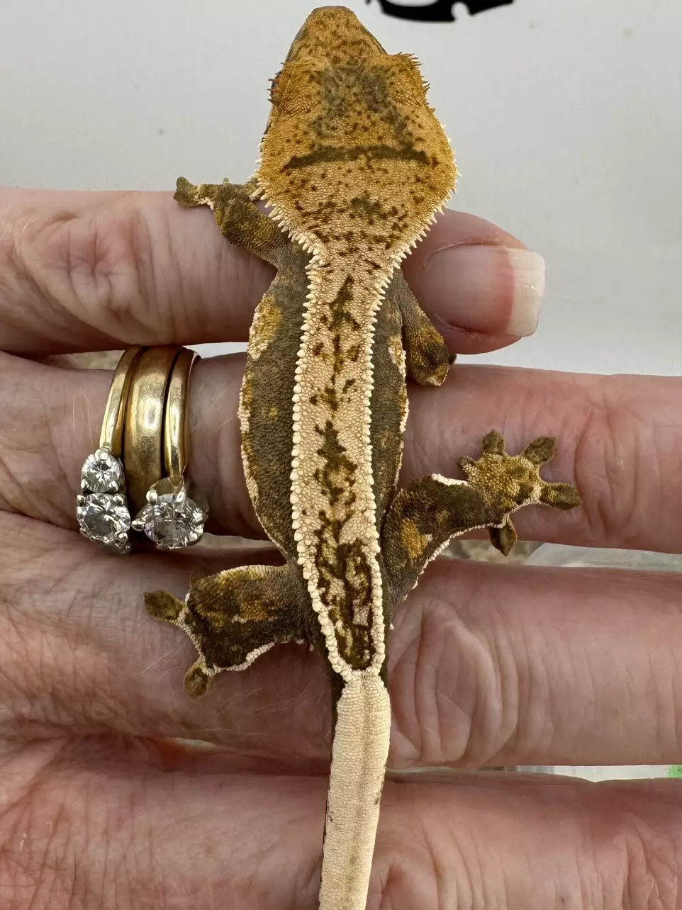 5ThMg25 NPV Hypo Soft Scale Lavender Het Empty Back thumbnail