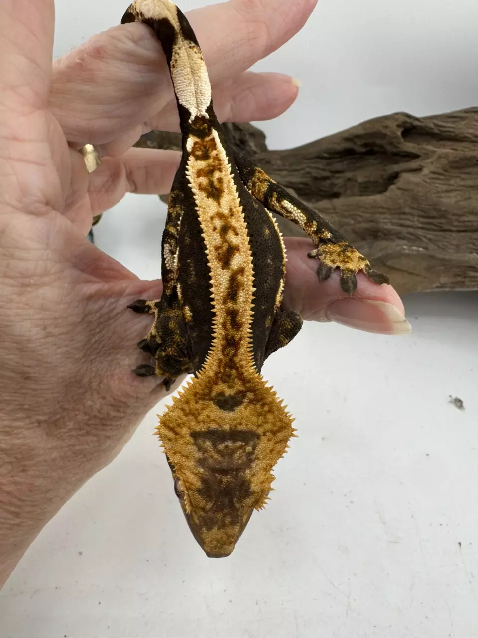 HX3 Male 22g 100% Het Axanthic 2Girls thumbnail