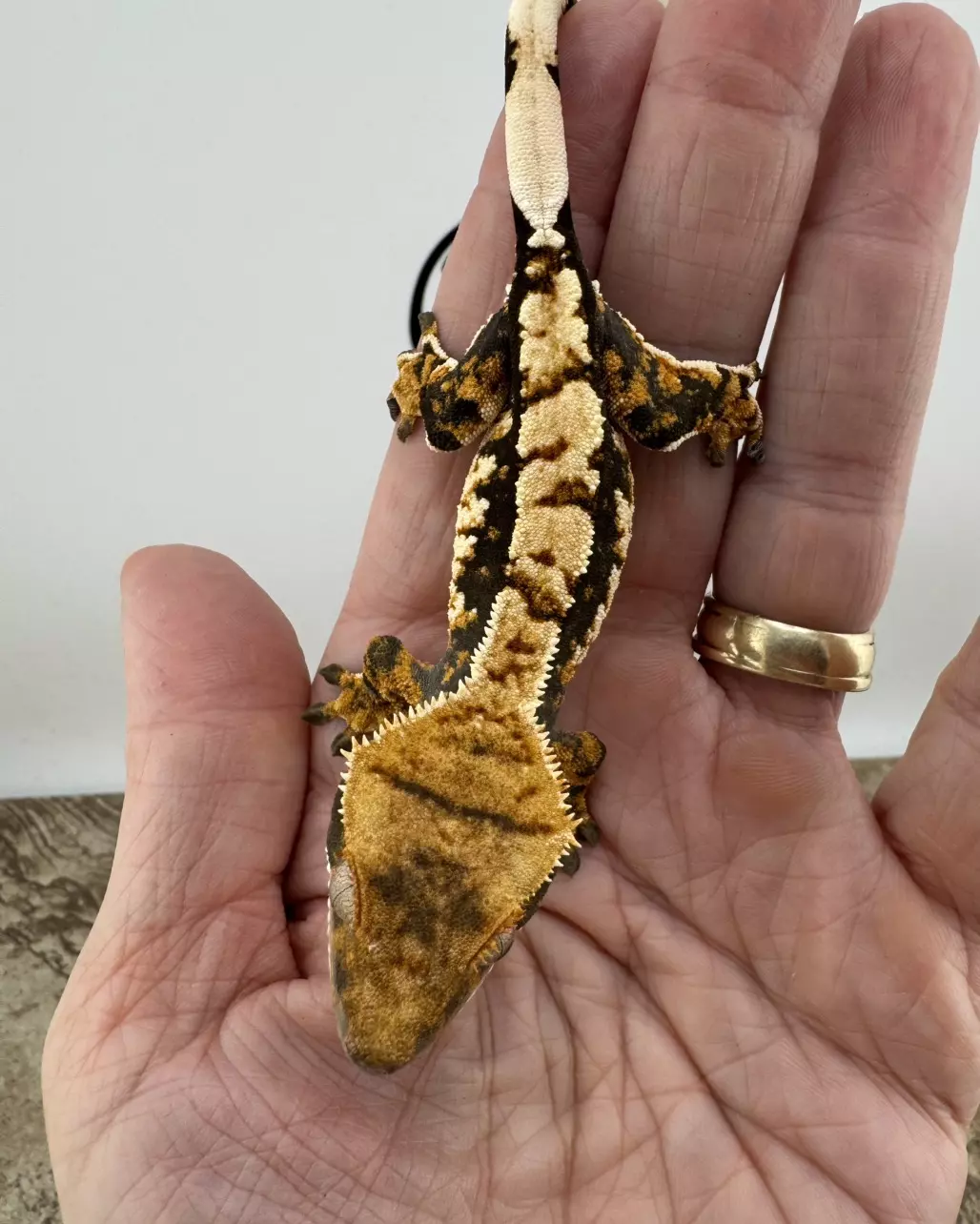 FMG2 12g male Tricolor 100% Het Axanthic from Mong’s Gecko  thumbnail