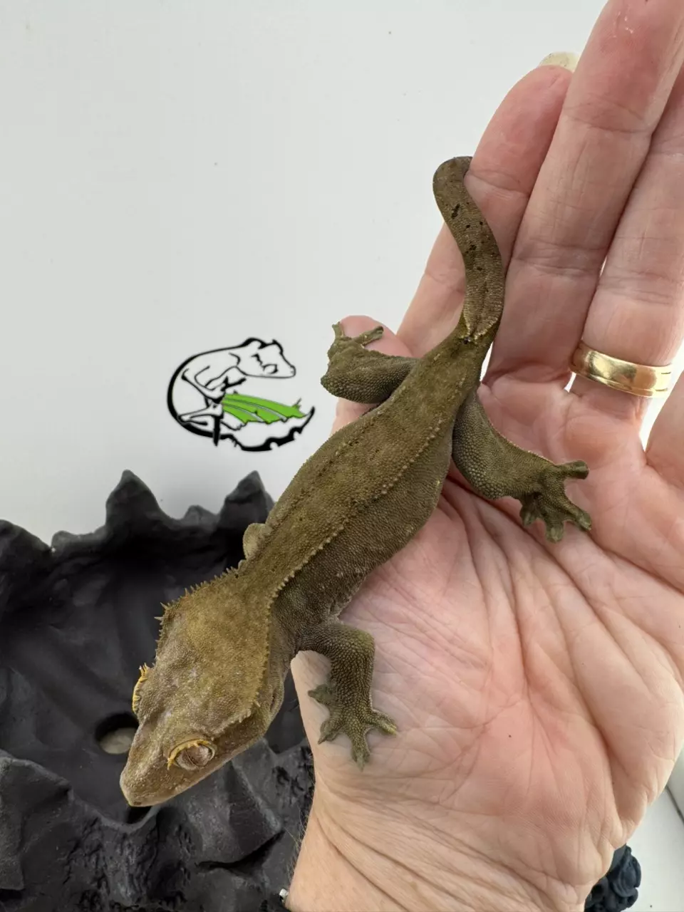 Blackout 30g female Dark Phantom 50% het axanthics, has a few dal spots thumbnail