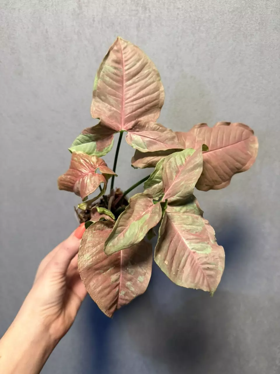 Syngonium Pink Aura thumbnail