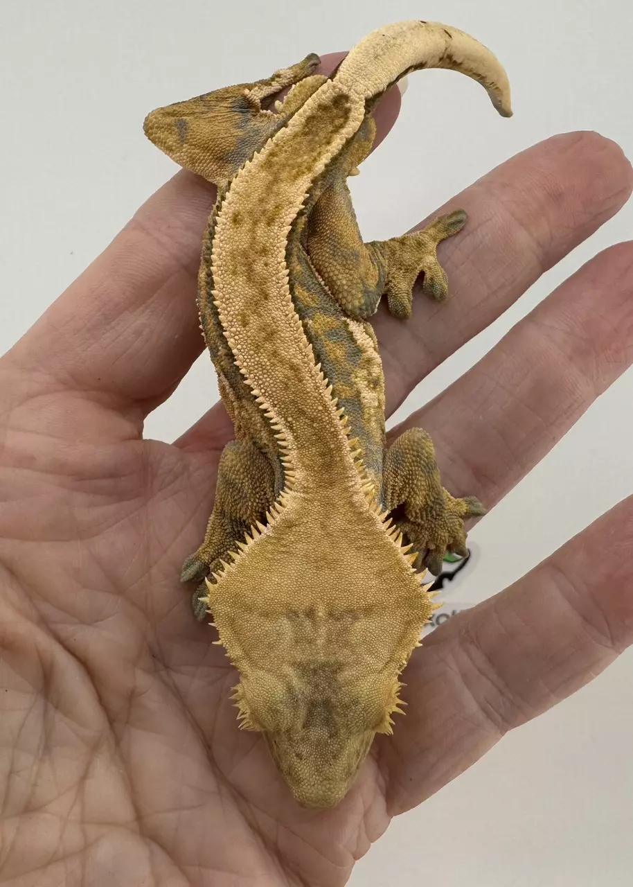 Mandalorian Male Tangerine tricolor Gekkonidazed thumbnail