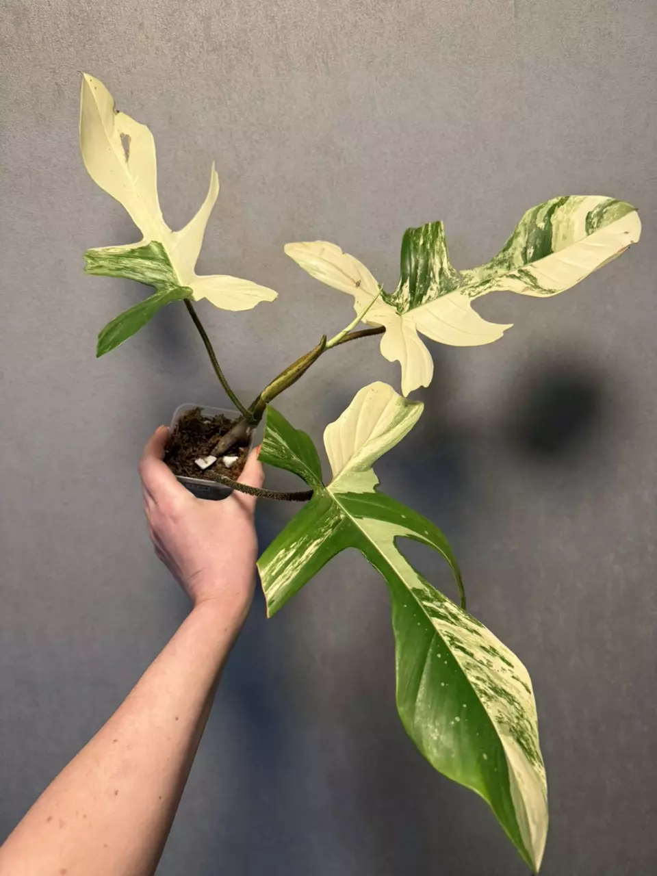 Philodendron Florida Beauty x Squamiferium thumbnail