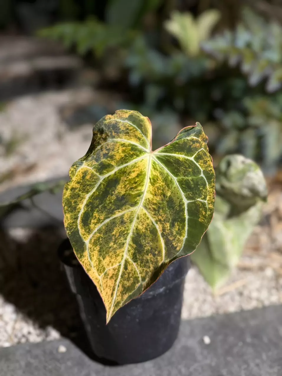 Crystallinum Variegated thumbnail