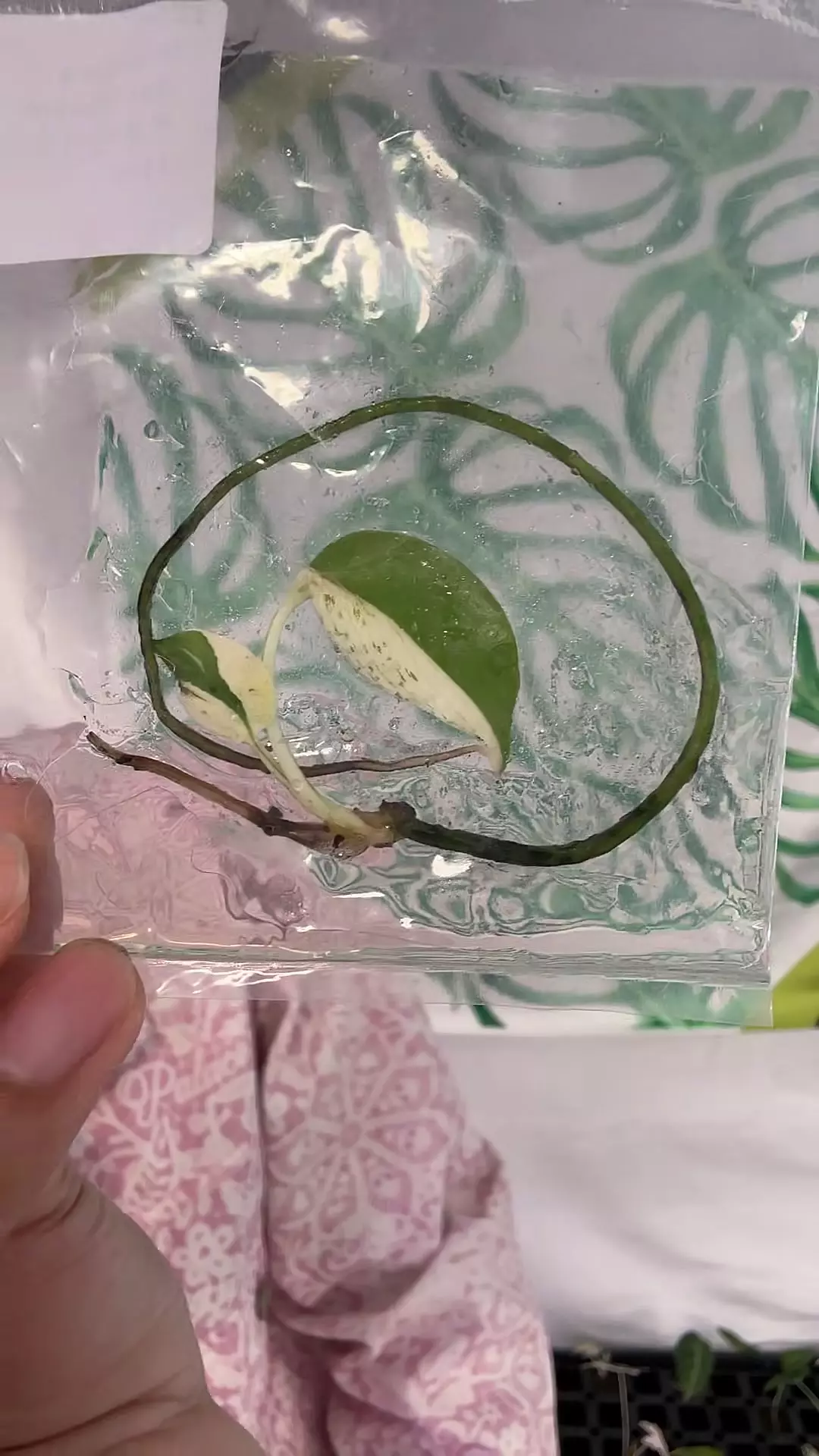 Monstera Star Shadow #165 thumbnail