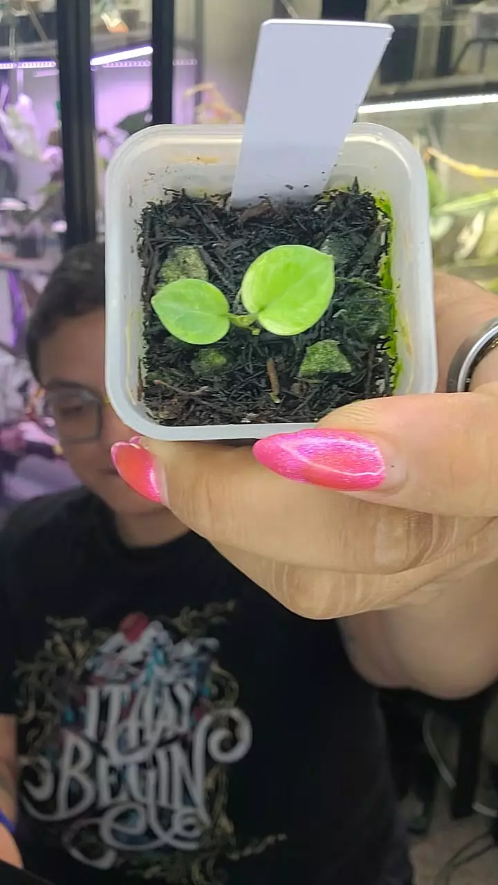 0352 anthurium doriyaki mint thumbnail