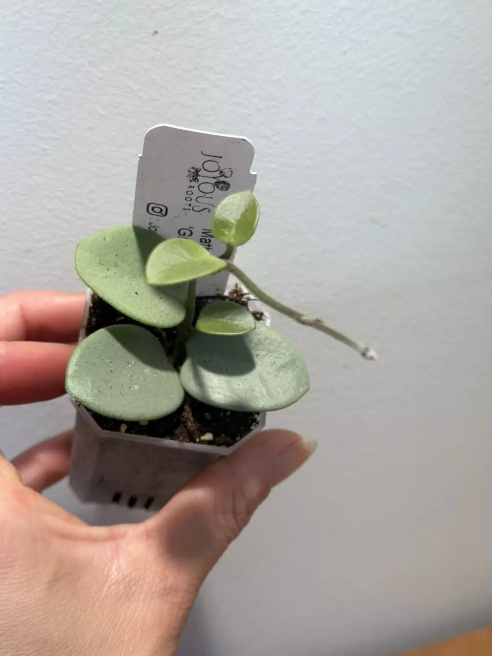 d-030 Mathilde grey fairy thumbnail