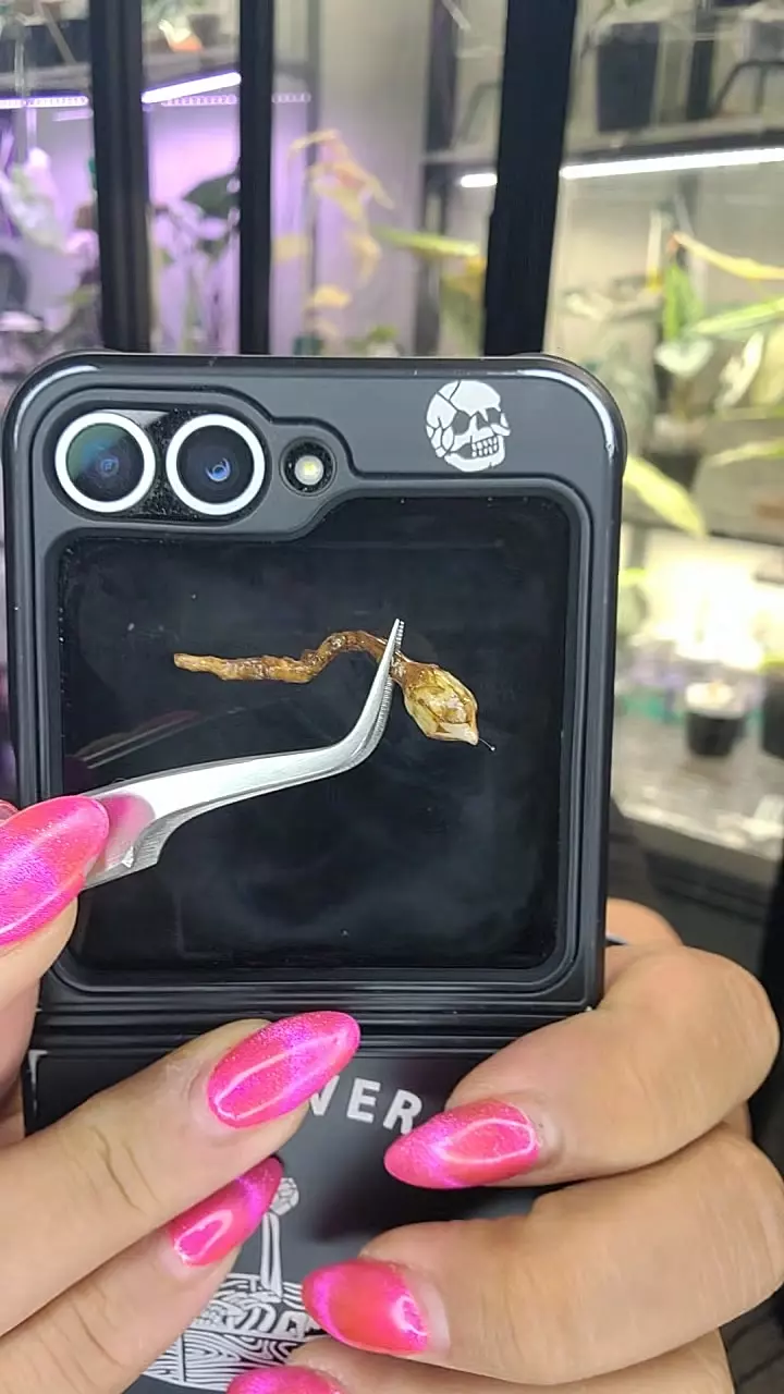 CORM alocasia ninja pink thumbnail