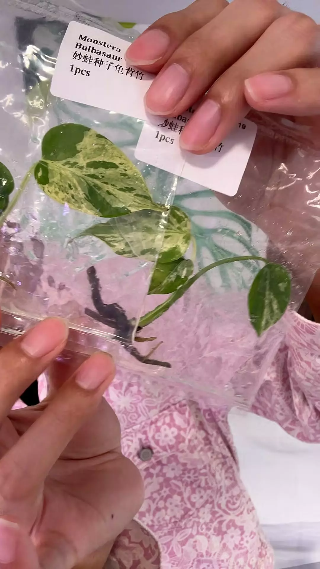 Monstera Bulbasaur growers choice thumbnail