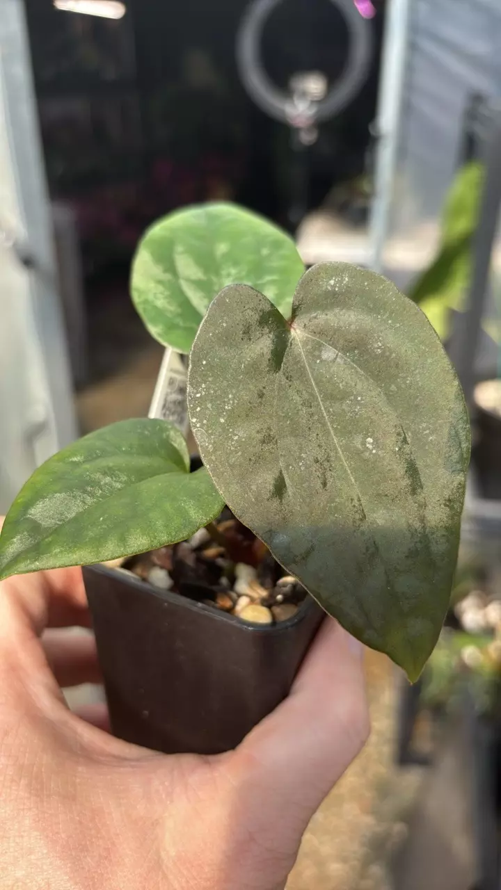 MY108 (AOS x Lux) X Midnight Velvet OG thumbnail
