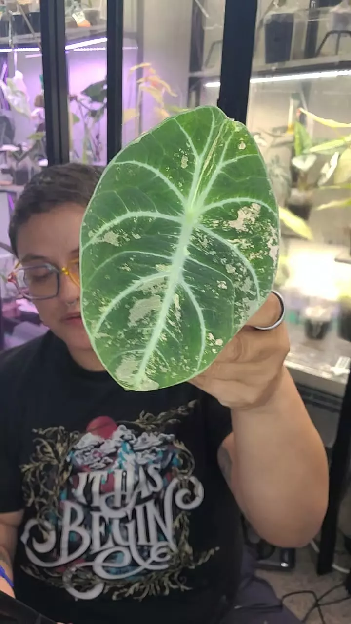 0320 alocasia ninja pink offset thumbnail