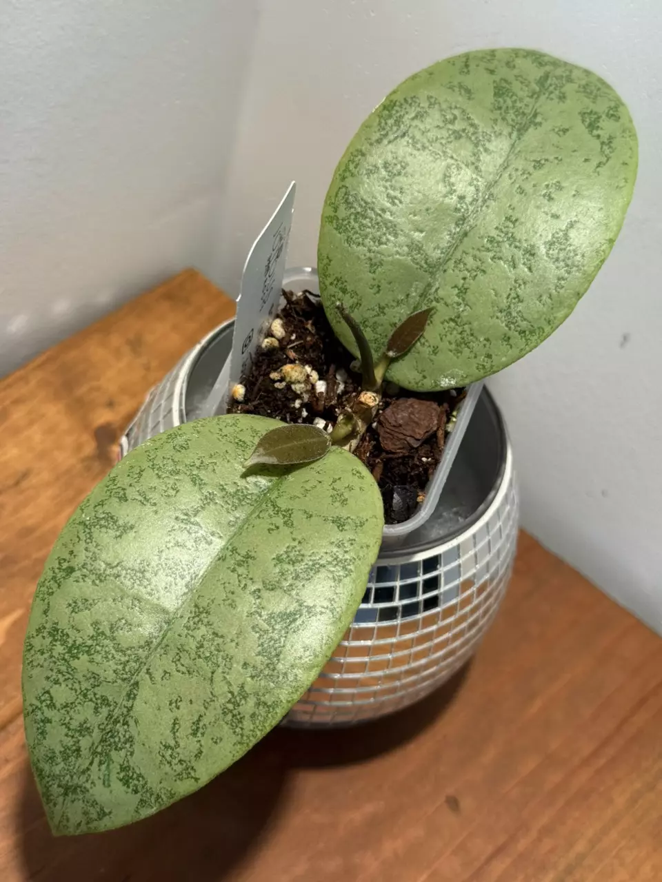 C760 sp. Tabalong silver thumbnail