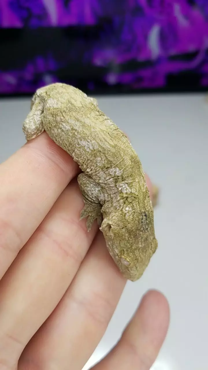 mpp12 Male leachianus thumbnail