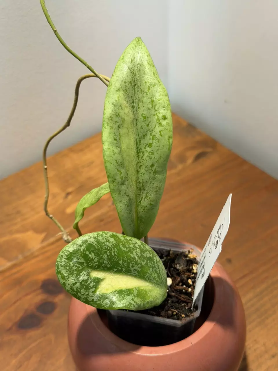 C-665 Jita ‘Autumn Guava’ thumbnail