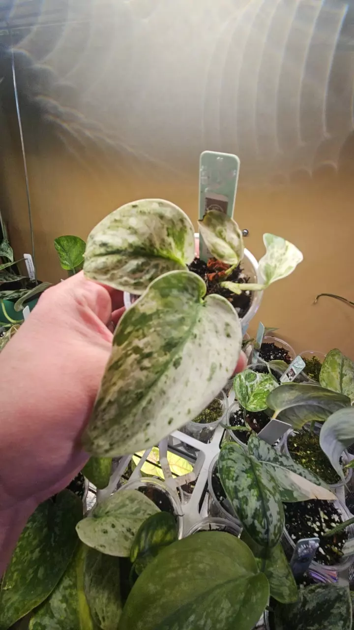 Scindapsus blue argyraus thumbnail
