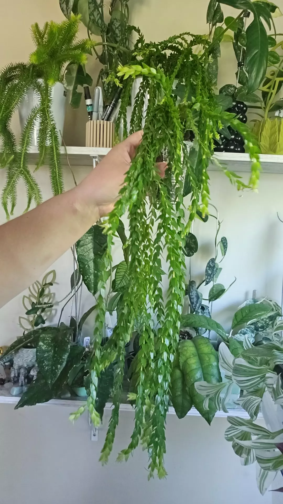 Huperzia Hang Hong 270 thumbnail