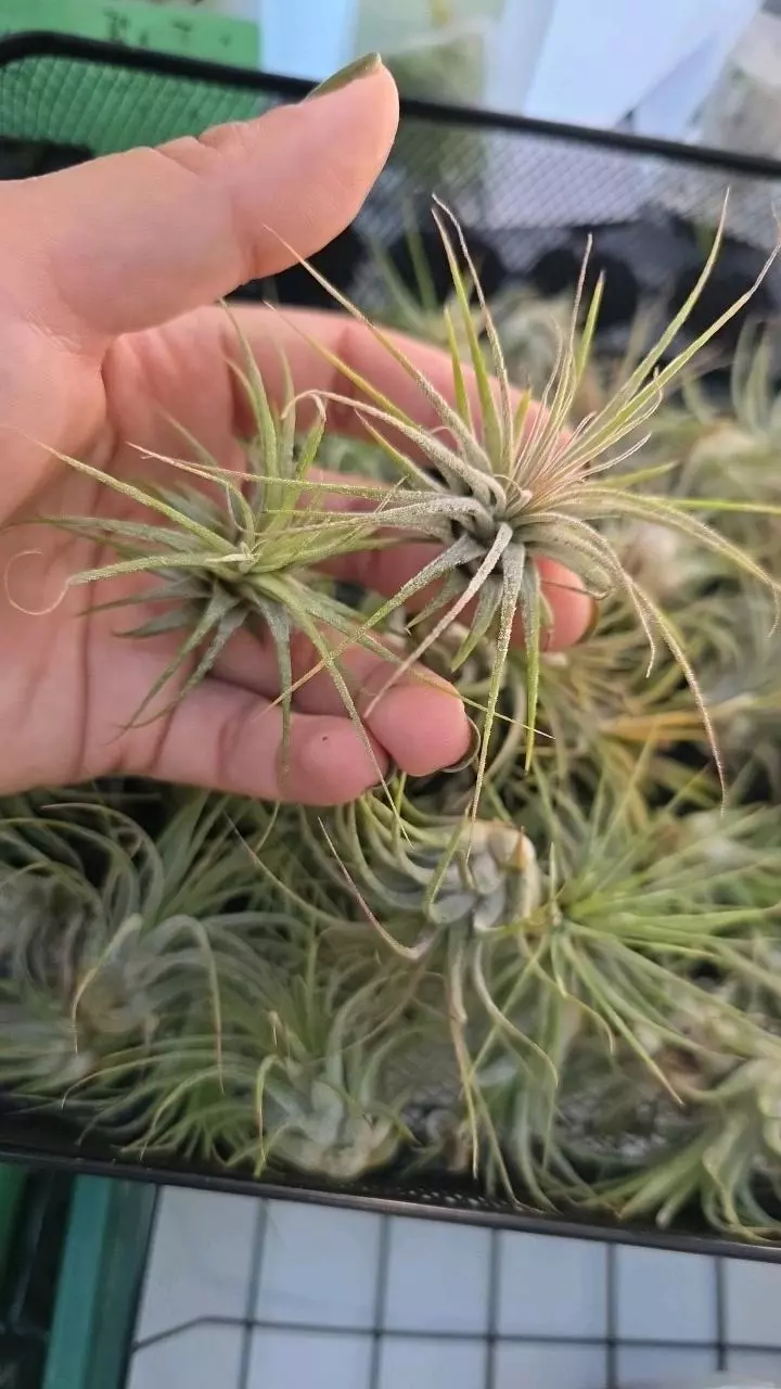 3 for $11 Tillandsia airplant thumbnail