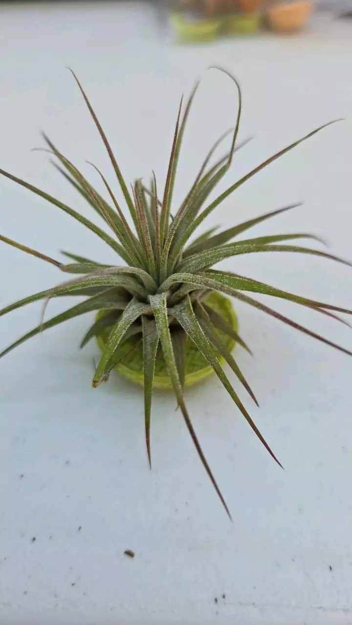 Tillandsia air plant and cute basket thumbnail