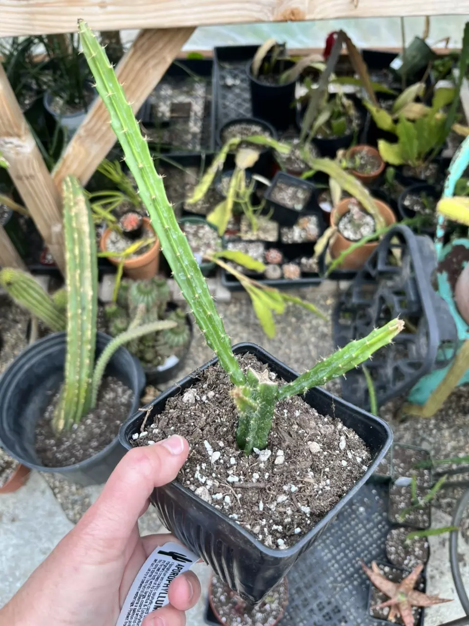 Mystery Aporophyllum 5” thumbnail