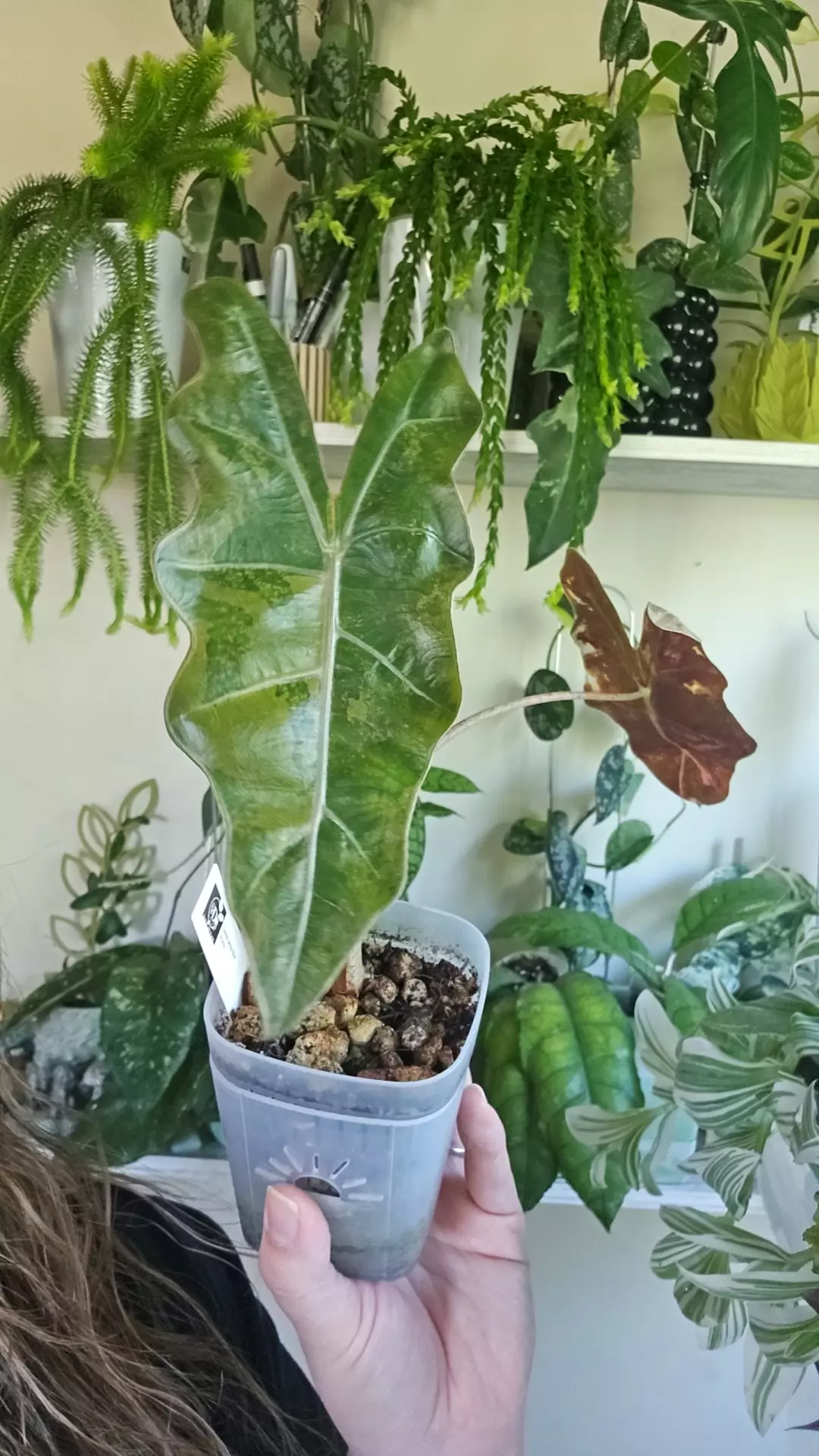 Alocasia sanderiana bull aurea thumbnail