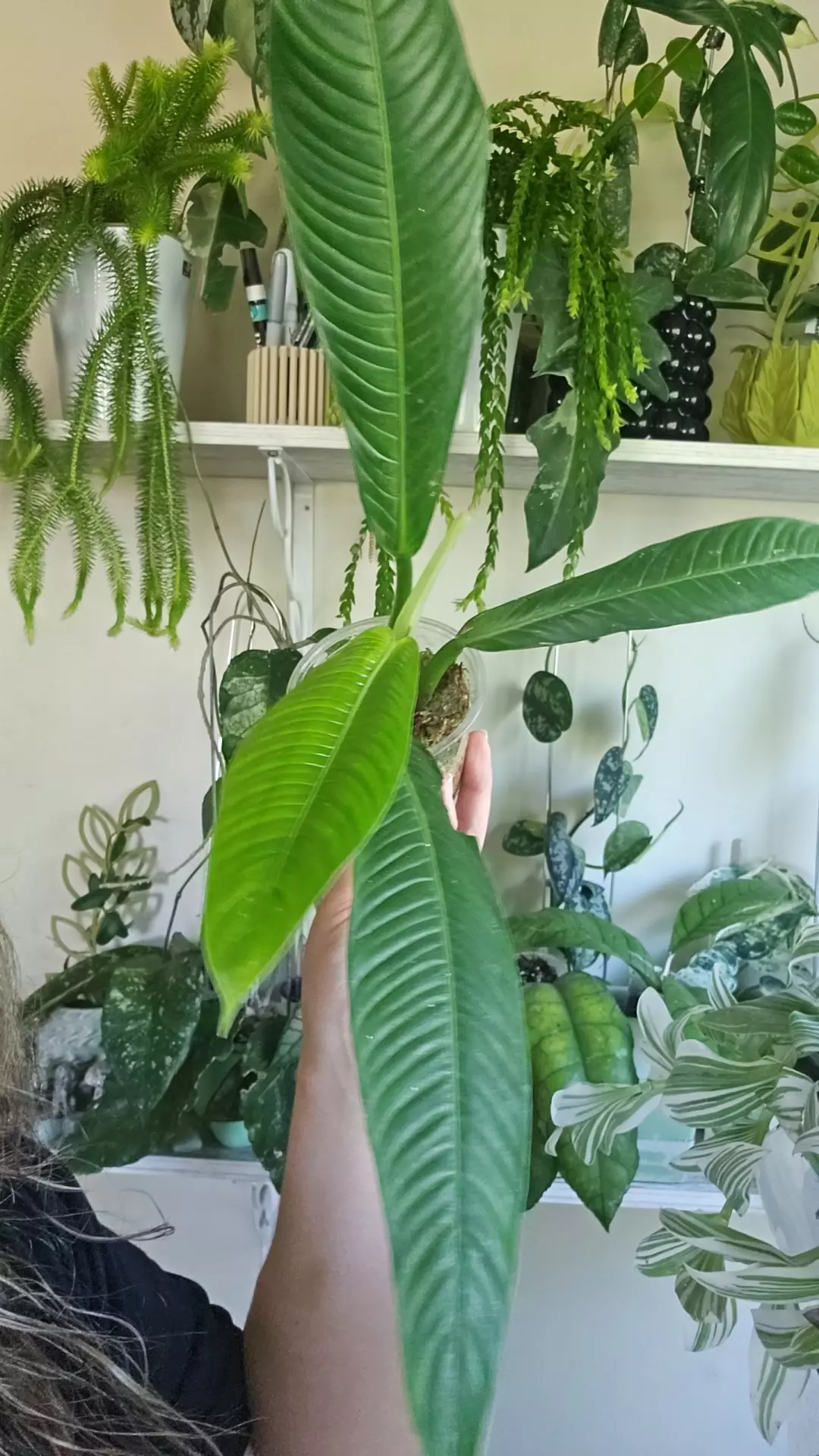 philodendron lynette thumbnail