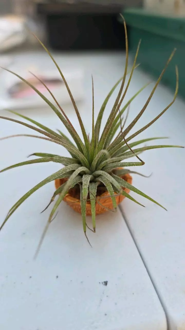Tillandsia air plant and cute basket thumbnail