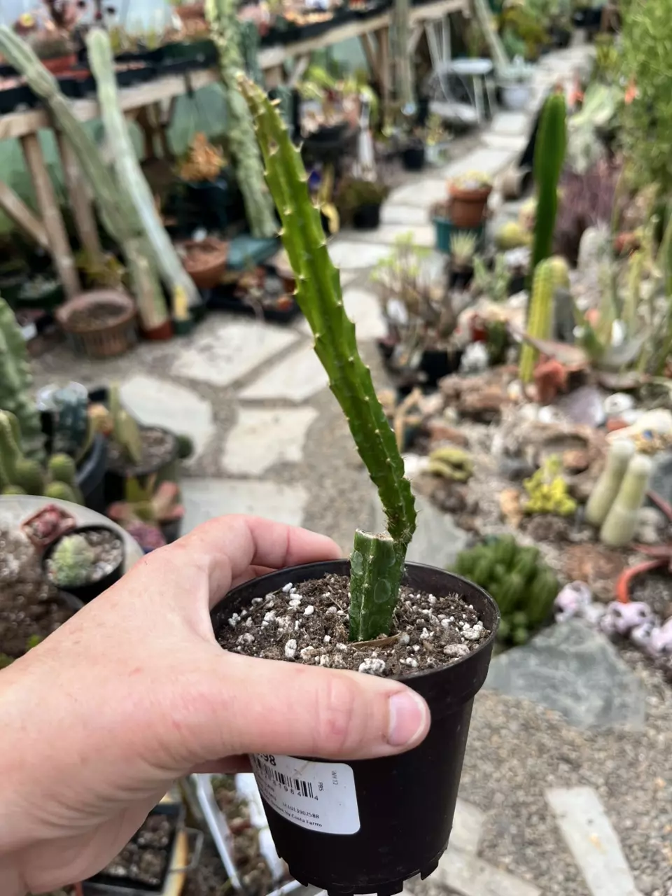 Mystery Aporophyllum 3” thumbnail