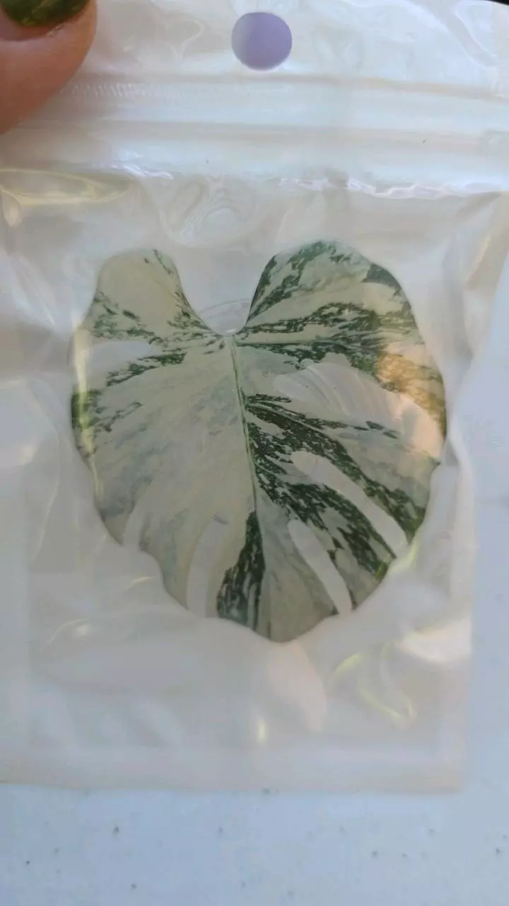 Phone pop socket monstera b albo thumbnail