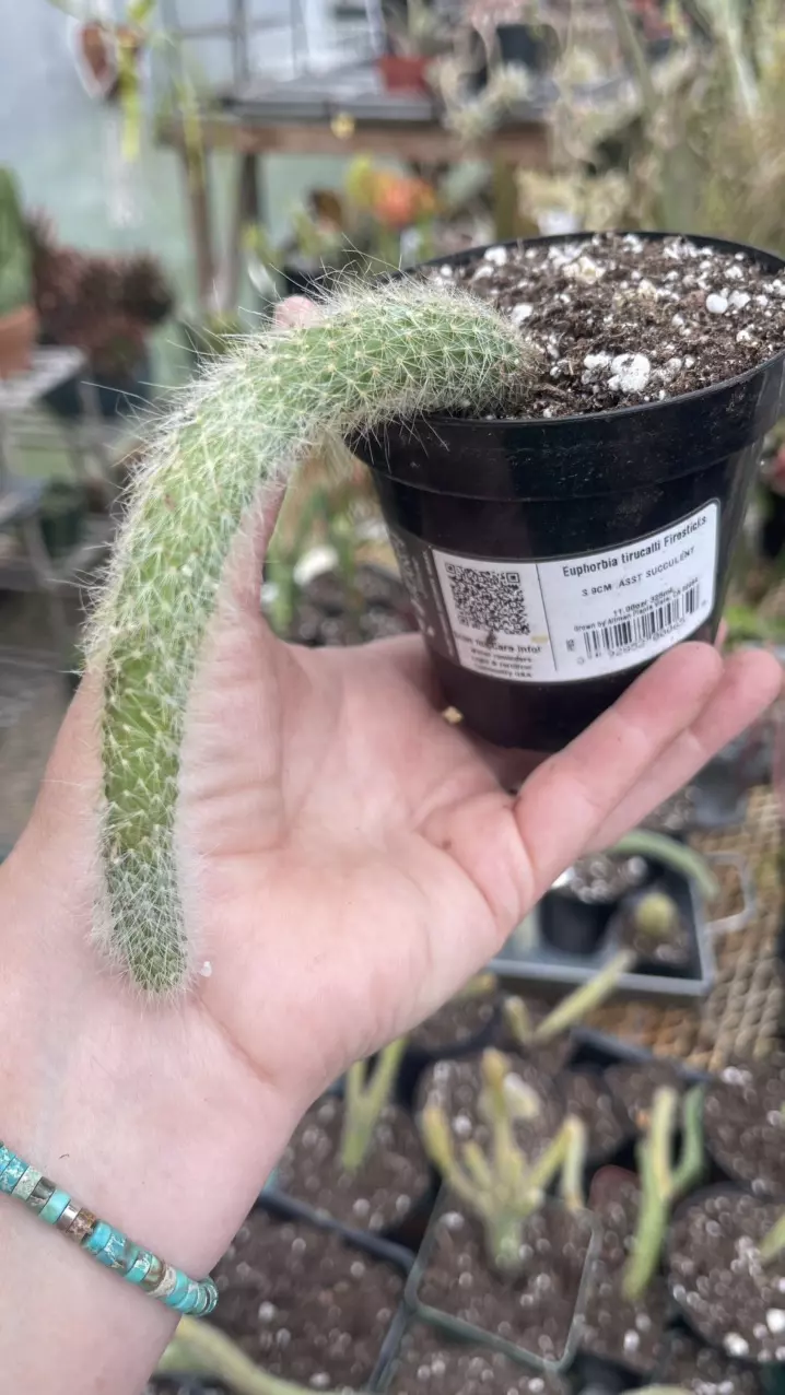 Monkey Tail 3” thumbnail