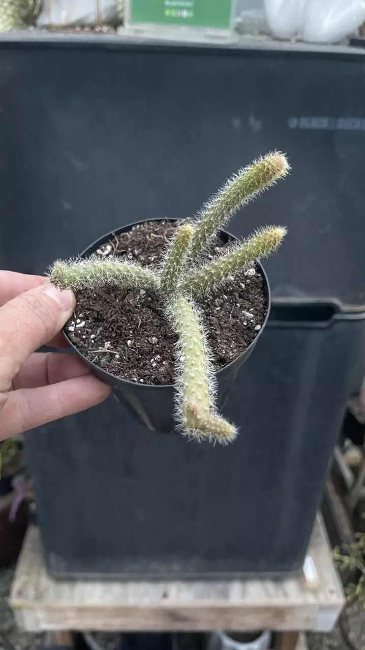 Aporophyllum Rat Tail 3” thumbnail
