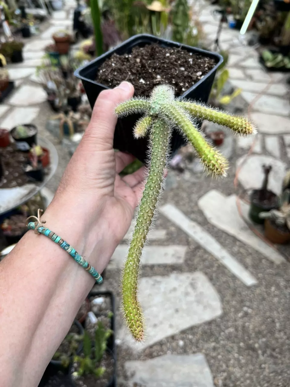 Aporophyllum Rat Tail 5” thumbnail